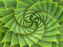 fibonacci plant